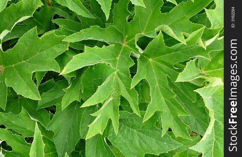 Green leaves Lines of green leaves