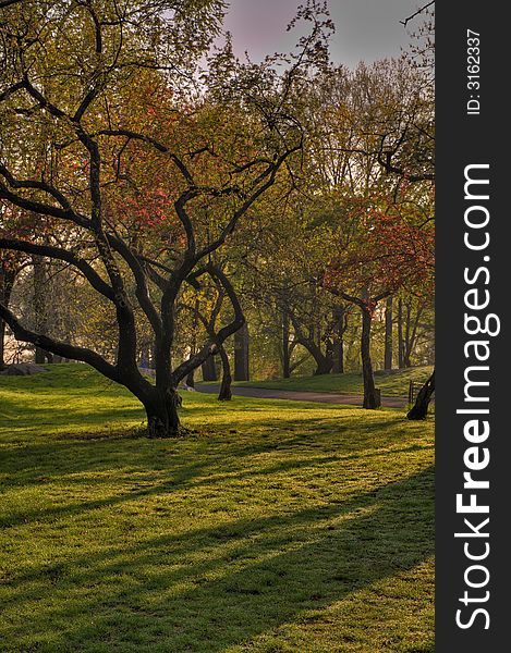 Spring in Central Park New York among the cherry trees