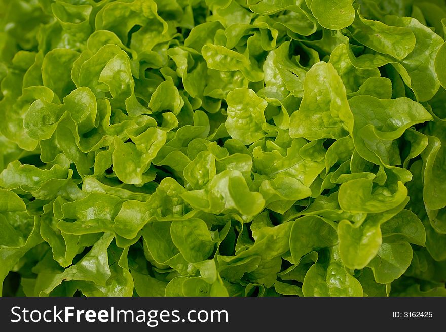 Butter lettuce salad