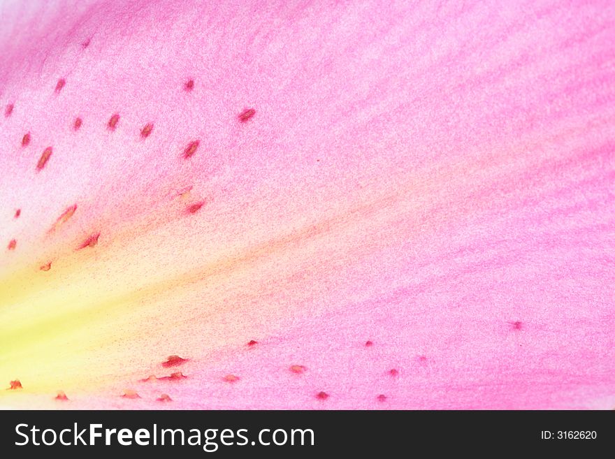 Petal of pink lily close up. Petal of pink lily close up