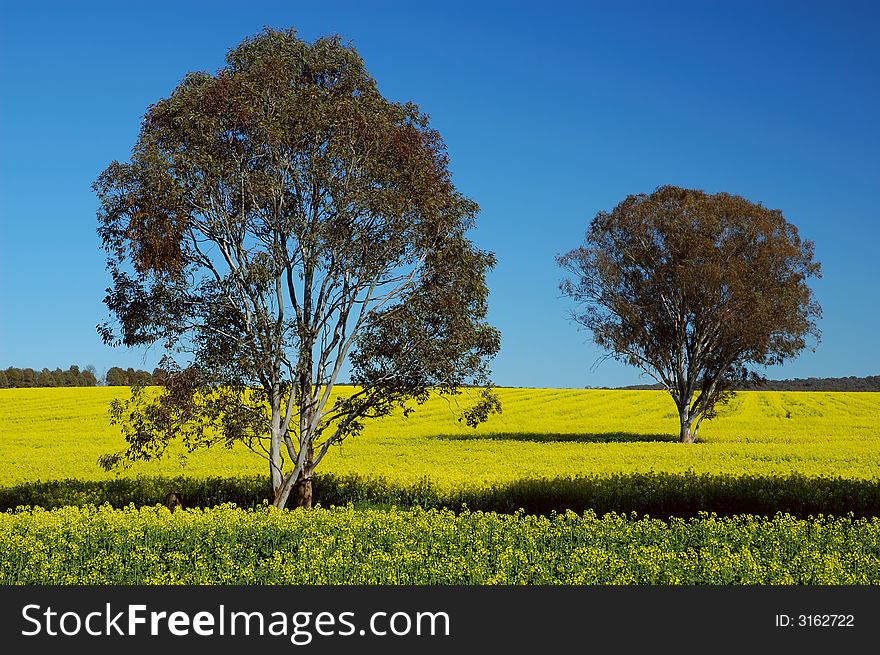 Trees On Canola Field