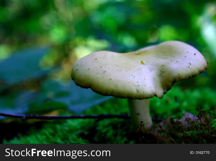 Mushroom in forest,summer after rain