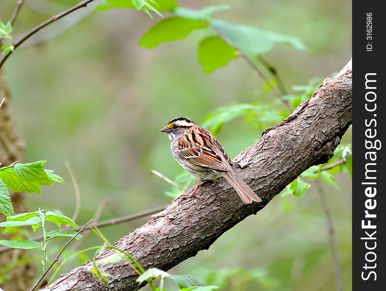 White-throated sparrow perched on a tree branch