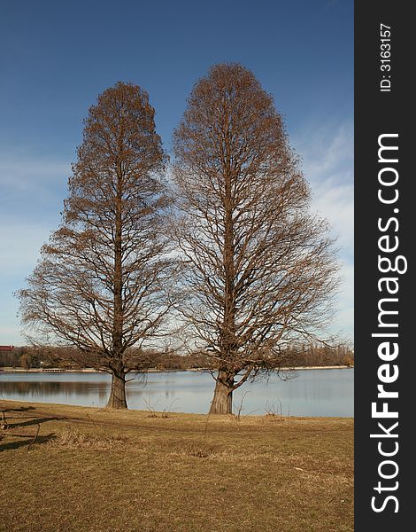 Two trees on water edge