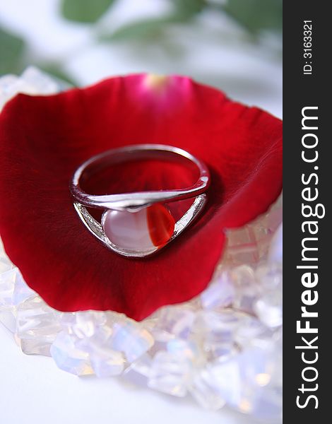 A white and red ring on a red rose petal. A white and red ring on a red rose petal