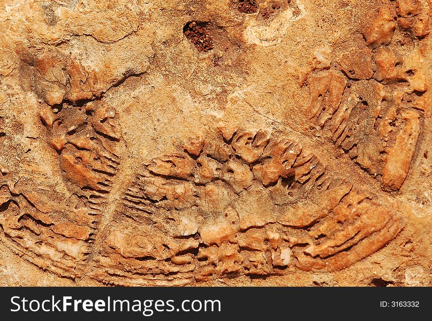 Lebanon Fossils