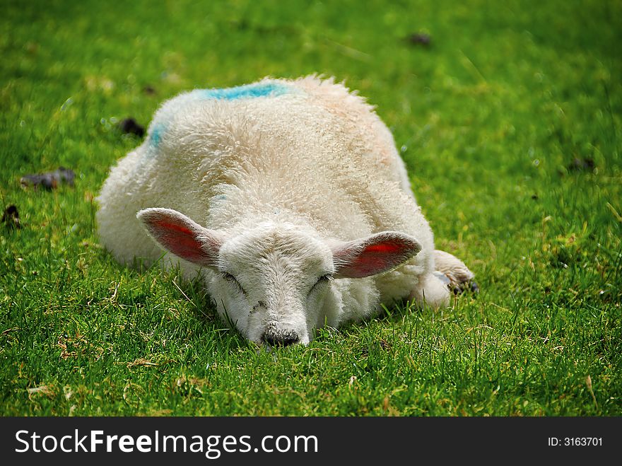 A young sheep in a field, having a quick nap. A young sheep in a field, having a quick nap