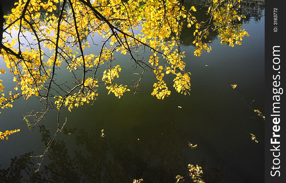 Yellow leaves on a background of water. Yellow leaves on a background of water
