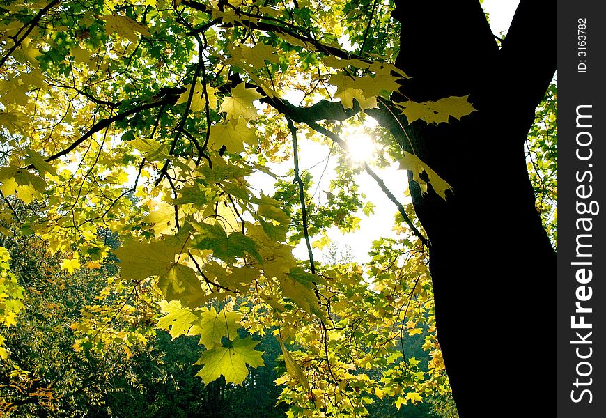 Autumn trees on the sunlight. Autumn trees on the sunlight