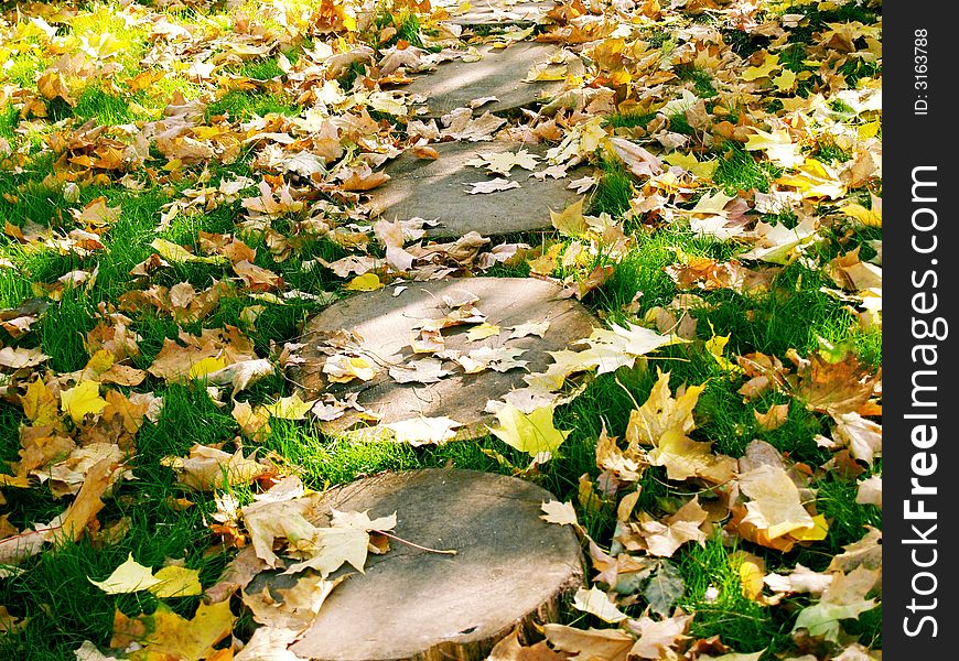 Maple autumn leaves on the ground. Maple autumn leaves on the ground