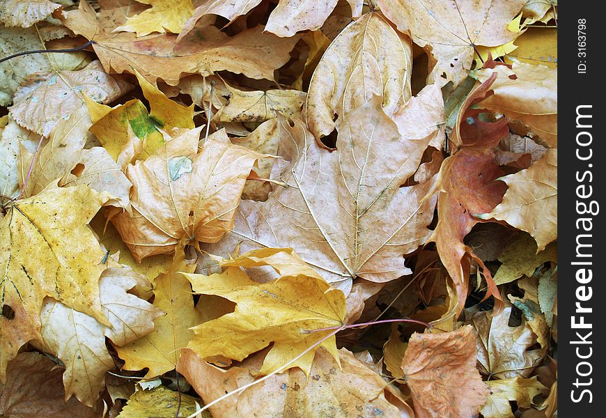 Maple autumn leaves on the ground