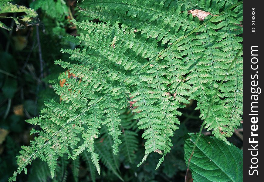 Green fern leaf in the forest