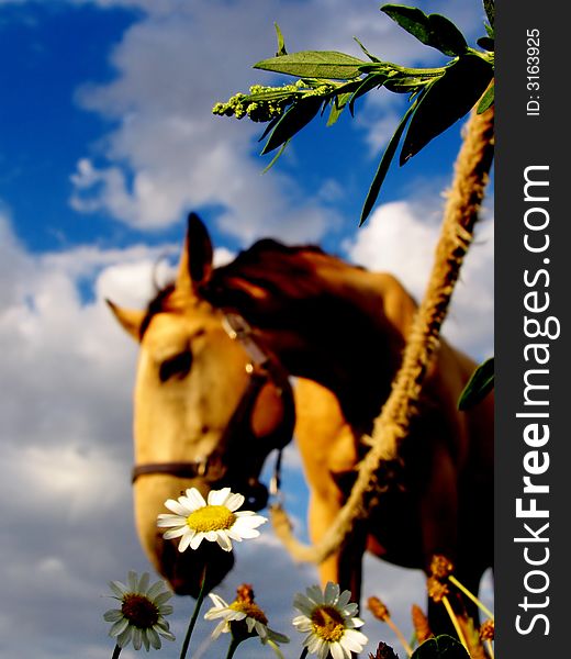 Macro shot of a daisy with a buckskin horse grazing in the background. Macro shot of a daisy with a buckskin horse grazing in the background