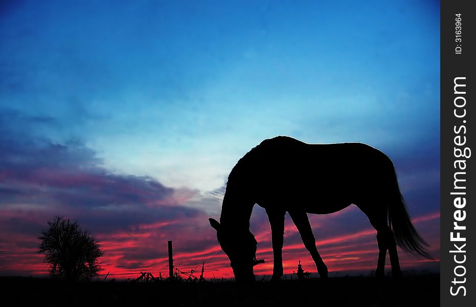Silhouette of a horse grazing at sunset. Silhouette of a horse grazing at sunset