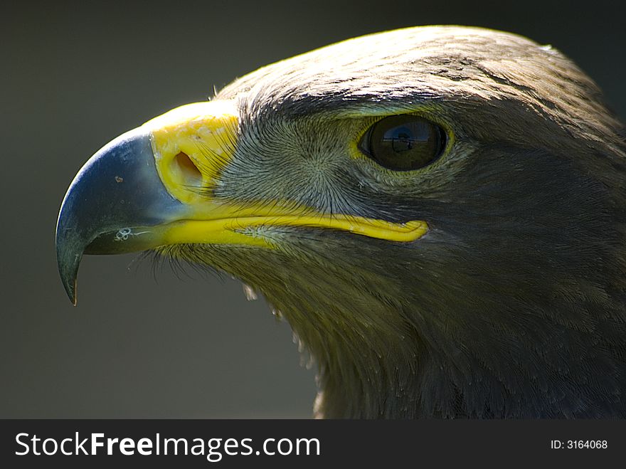 Golden Eagle Portrait  in profile Closeup. Golden Eagle Portrait  in profile Closeup