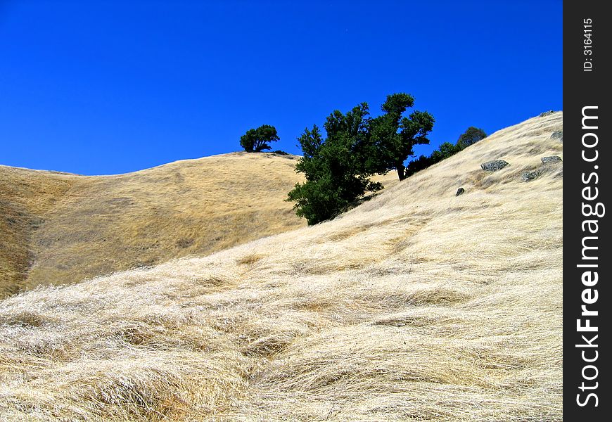 High wildblown grass fields on Mt. Tamalpais near San Francisco, California. High wildblown grass fields on Mt. Tamalpais near San Francisco, California