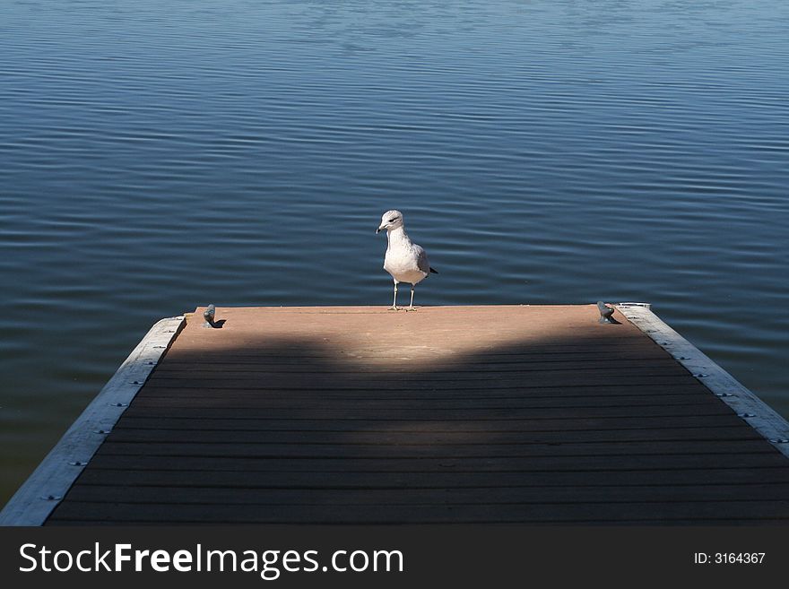 A seagull resting on the end of pier on a lake. A seagull resting on the end of pier on a lake.