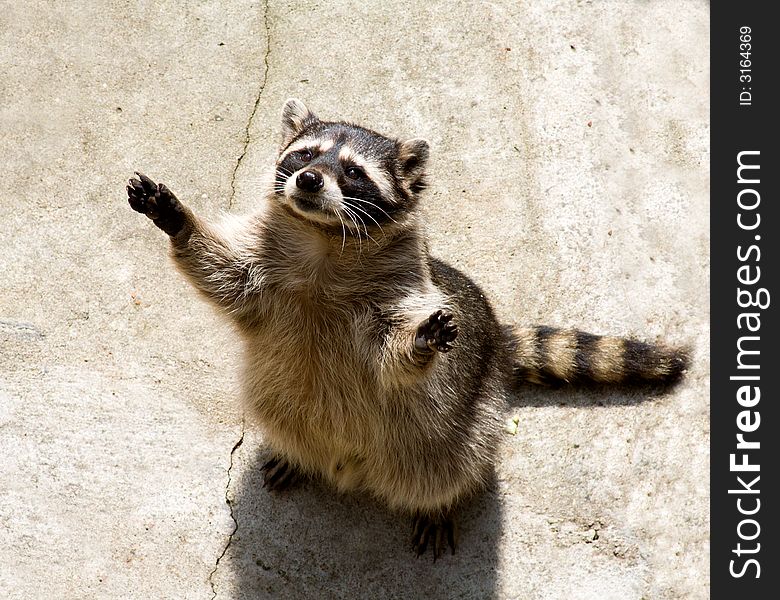 The raccoon welcomes you, having lifted up paws, and asks to eat