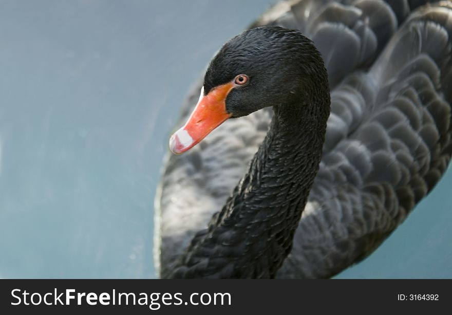 Black Swan swimming on lake.