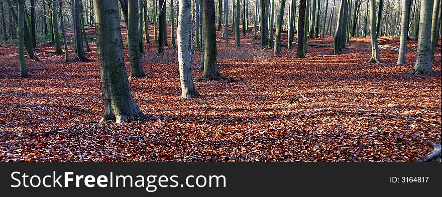 A panoshot of a forest in autumn. A panoshot of a forest in autumn