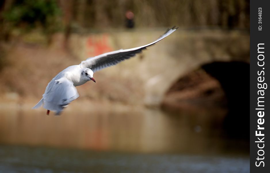 White seagull in the air. White seagull in the air