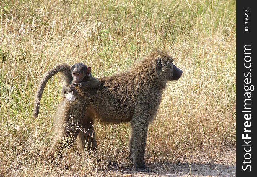 Baboons - mother with her baby