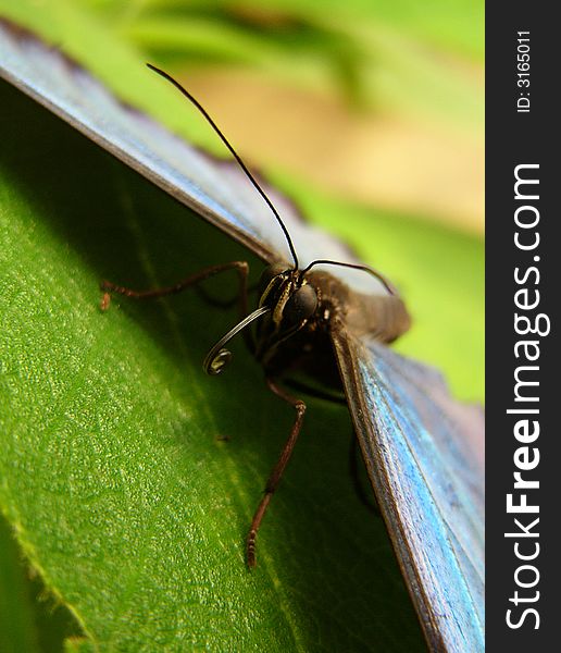 Blue Butterfly on green leaf in FataMorgana in Prag