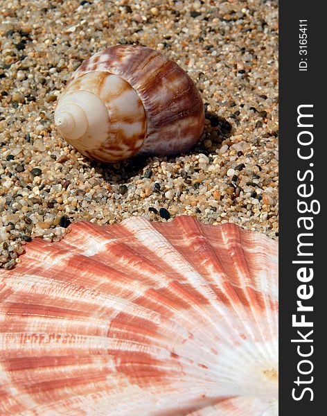 Prespective of Lion's Paw and Periwinkle Seashell on Sand in Sunshine. Prespective of Lion's Paw and Periwinkle Seashell on Sand in Sunshine