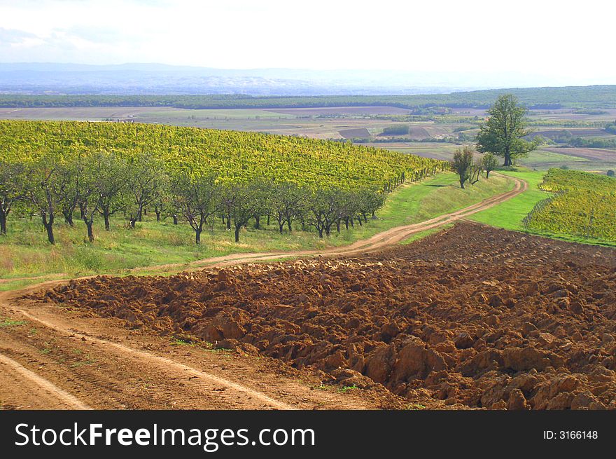 Vineyard in beautiful agricultural landscape. Vineyard in beautiful agricultural landscape