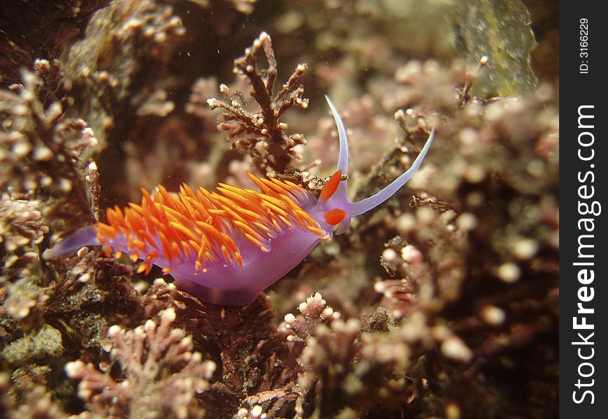 Closeup underwater photo of spanish shawl nudibranch on sea floor