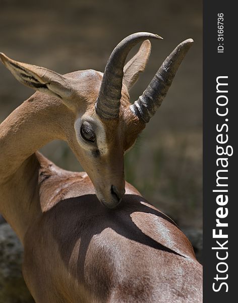 Male Gerenuk grooms himself in the afternoon.