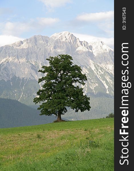 Tree in mountains