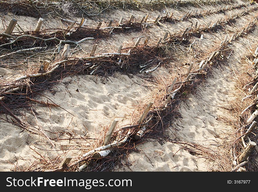 Wattled sand holding fences on the beach