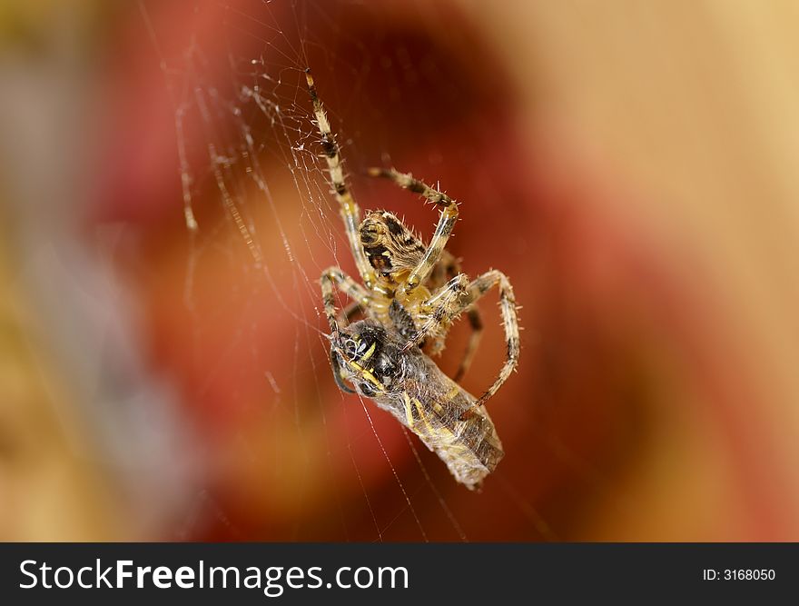 Wasp captured by a spider. Wasp captured by a spider.