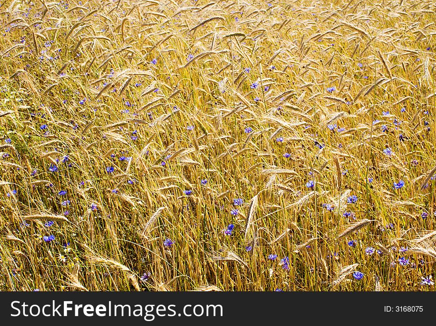 Corn field with the cornflowers background. Corn field with the cornflowers background