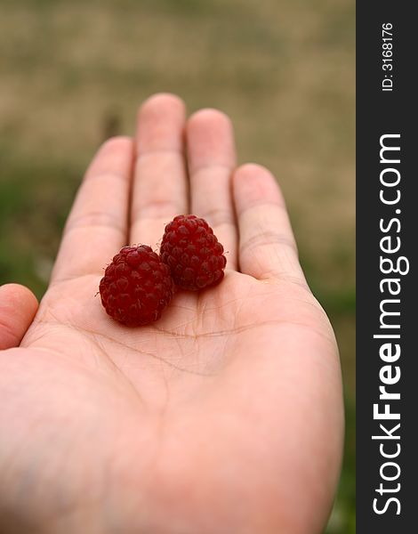 Sweet red raspberry on the hand, 
Rubus idaeus, selective focus