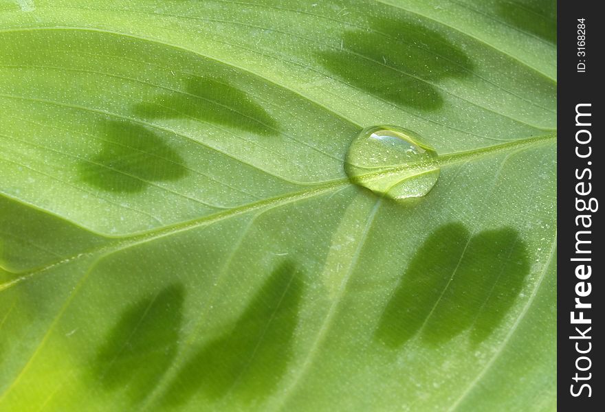 Waterdrop On Leaf