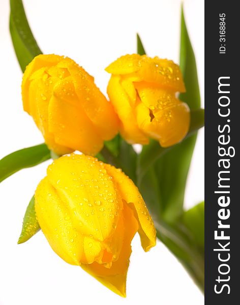 Three beautiful yellow tulips isolated over white