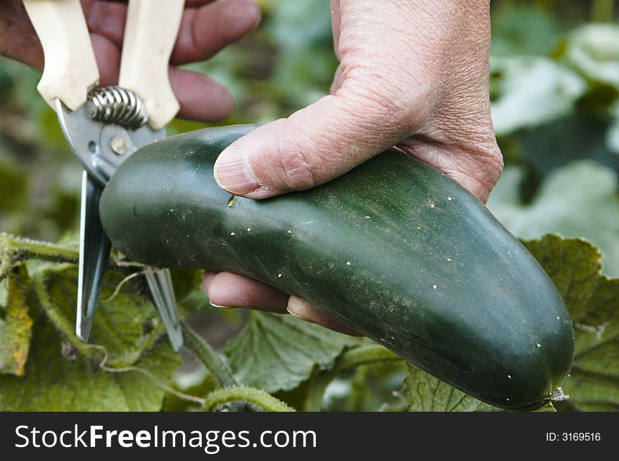 A woman using a garden clipper to cut loose a large cucumber. A woman using a garden clipper to cut loose a large cucumber.