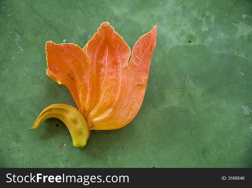 Orange tropical flower over green background. Orange tropical flower over green background