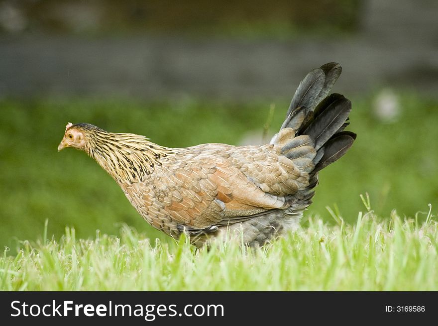 Portrait of a hen on a grass field. Portrait of a hen on a grass field