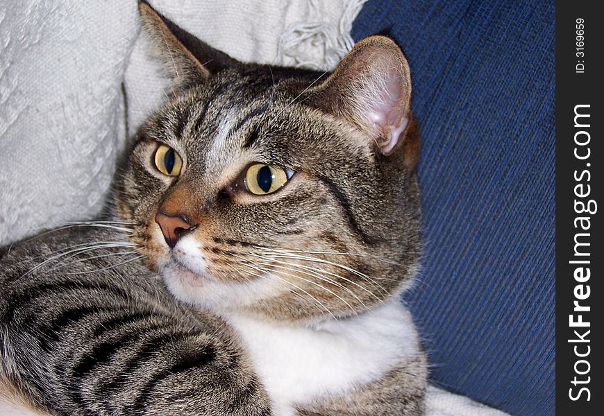 A tabby and white cat with a look of surprise in his eyes. A tabby and white cat with a look of surprise in his eyes.