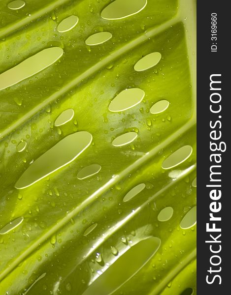 Rain drops on tropical green leave with abstract pattern. Rain drops on tropical green leave with abstract pattern