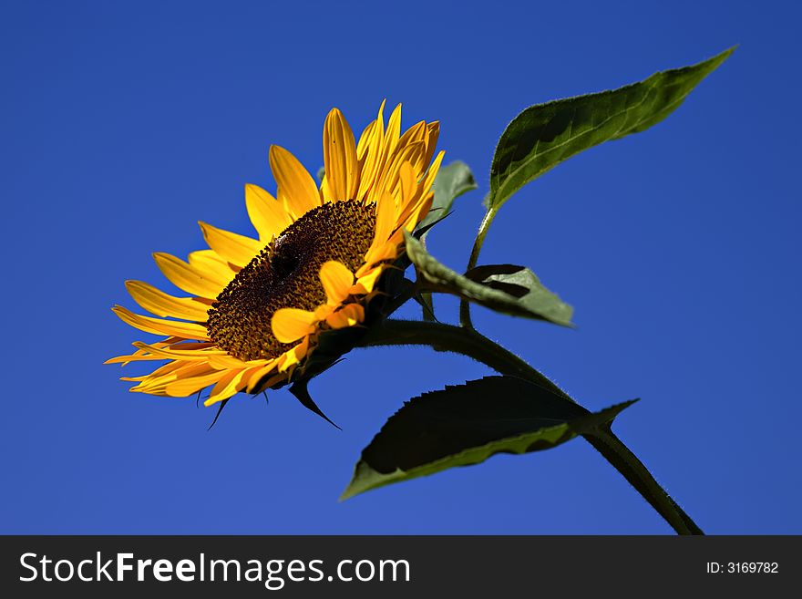 Vibrant sunflower