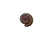 Tropical Millipede Isolated Royalty Free Stock Photos Tropical Millipede Isolated Royalty Free Stock Photos