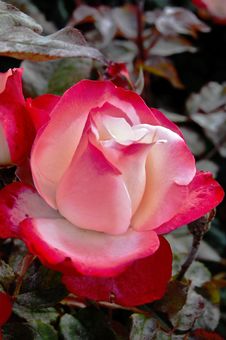 Queen Marys Rose Garden Stock Image