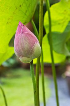 Pink Lotus Royalty Free Stock Photos Pink Lotus Royalty Free Stock Photos