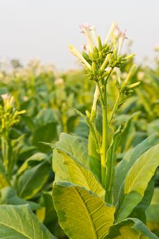 Closeup Tobacco Fields Royalty Free Stock Image