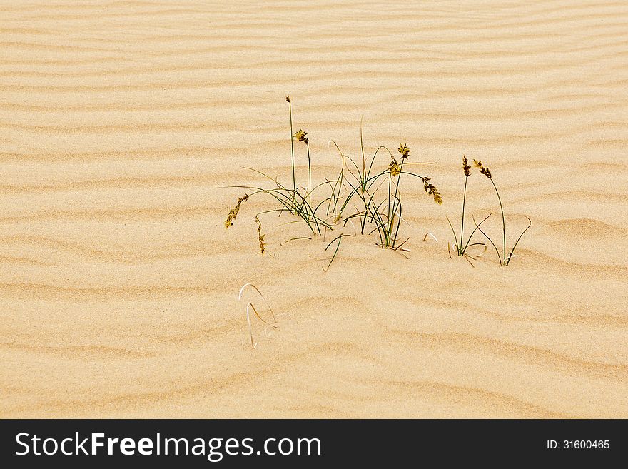 A plant is growing in the sand. A plant is growing in the sand