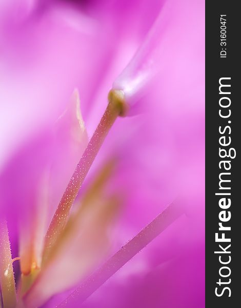 Pistil Of A Rhododendron